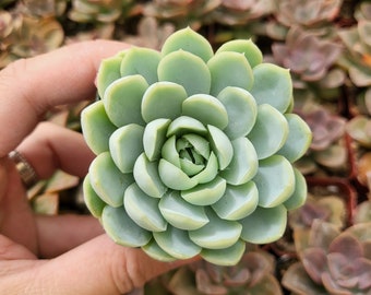 2" Echeveria Elegans / Mexican Snowball