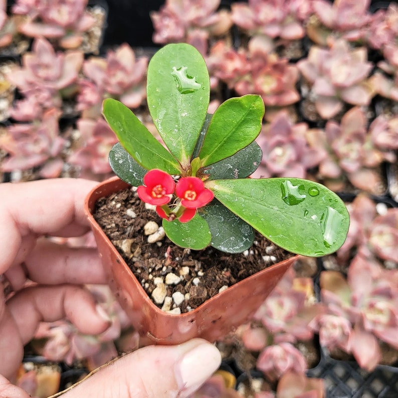 Euphorbia Milii With Red Bloom The Crown Of Thorns Christ plant Christ thorn 2 inch pot image 6