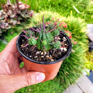 Euphorbia Ferox, Euphorbia enopla cactus dans un pot de 2 ou 4 4" pot