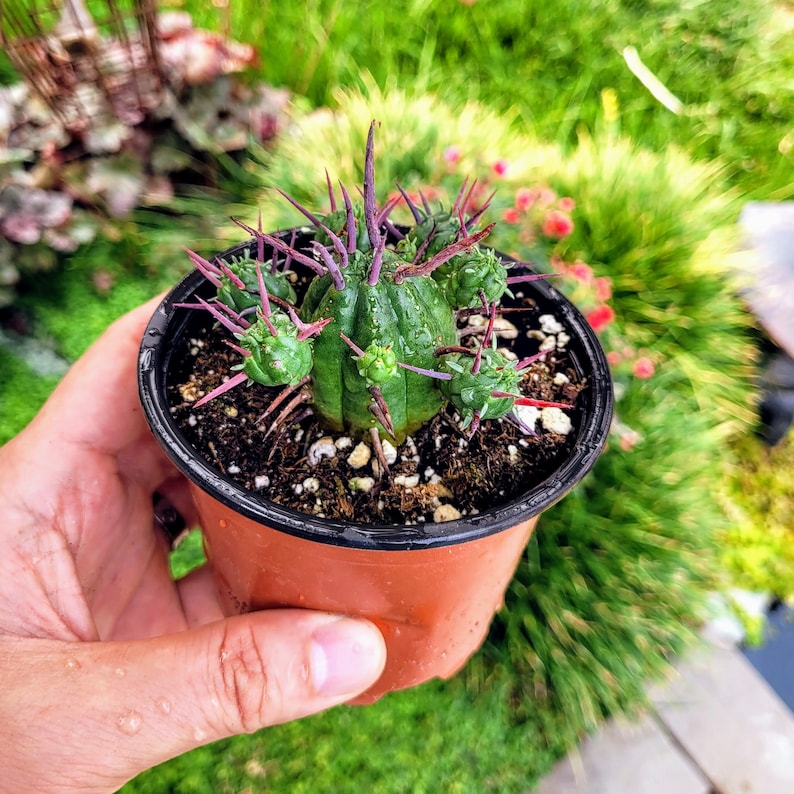 Euphorbia Ferox, Euphorbia enopla cactus dans un pot de 2 ou 4 4" pot