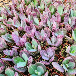 Rare Kalanchoe Humilis Desert Surprise in 2" pot