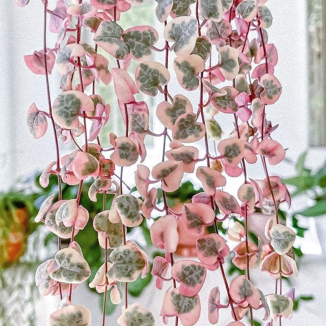 Variegated String of Hearts Ceropegia Woodii VSOH Rosary Etsy
