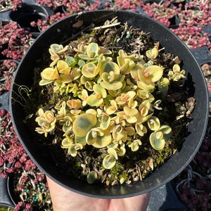 Sedum SUNSPARKLER &quot; LIME TWISTER &quot; 4&quot; pot