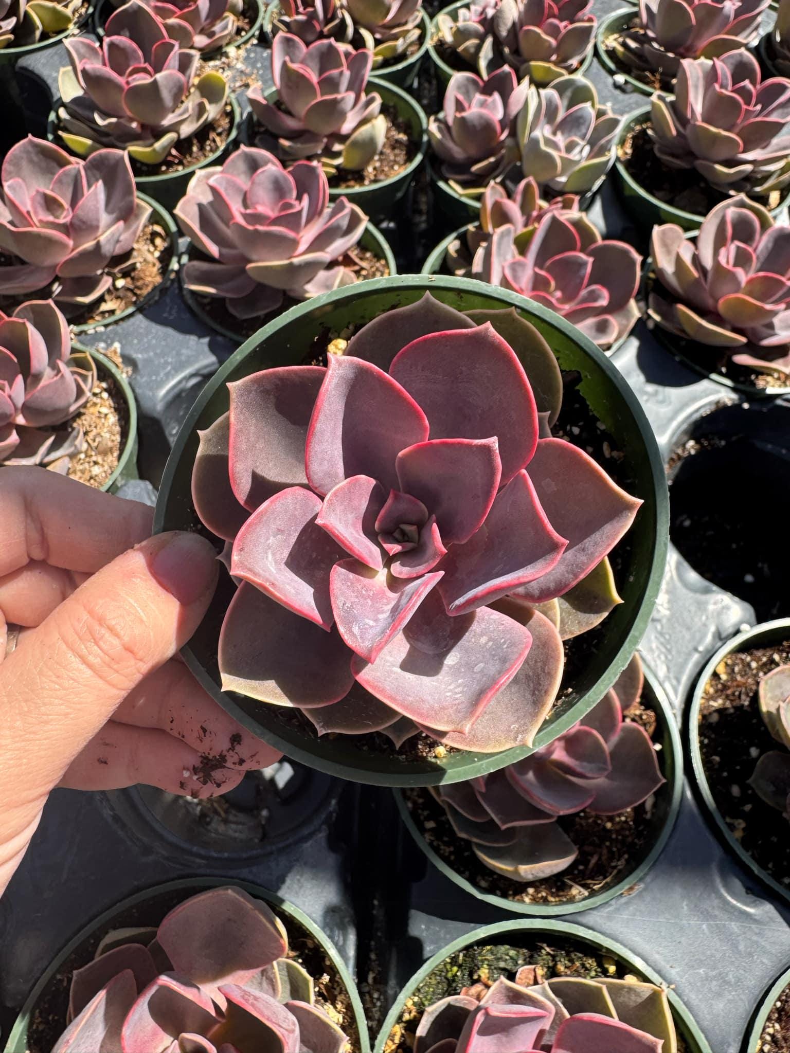 Echeveria 'red Sky' - 2 Inches Pot - Etsy