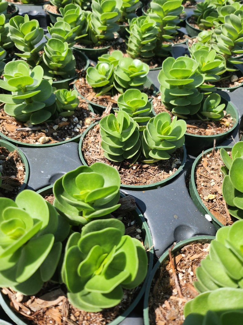 MySucculentCorner Portulaca Molokiniensis - Thumbnail 3