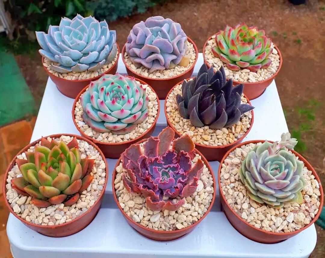 ghost succulent Ghost Echeveria Plants for Sale | Succulents