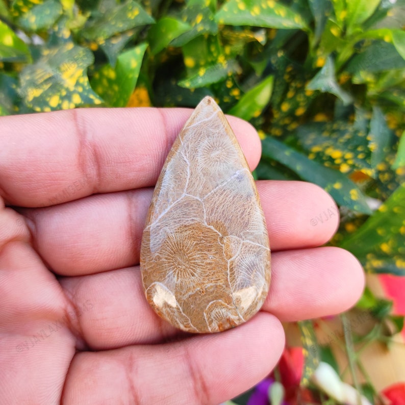 Fossil coral Palm stone pear Shape Cabochon Semi Precious Loose Gemstone