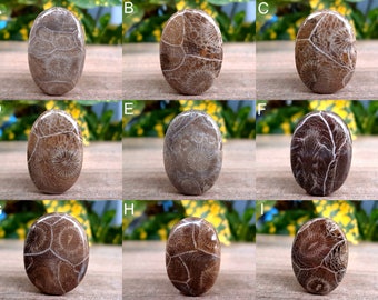 26x15x5 mm 17 Ctr. Making Pendant Loose Gemstone Semi Presiouse Fossil Coral Wonder Full Natural Fossil Coral Cabochon Gemstone