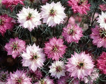 50 seeds Nigella damascena. Persian Jewels Rose color
