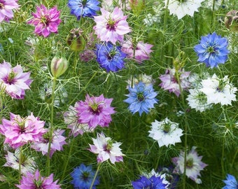 50 seeds Nigella damascena. Persian Jewels mixed color