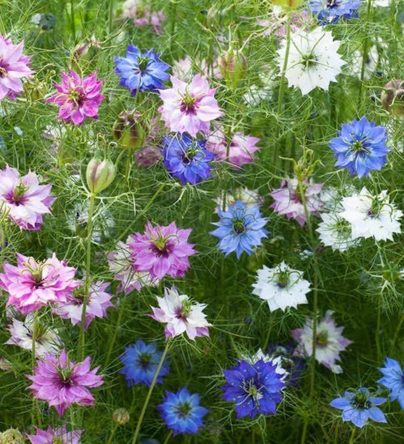 50 seeds Nigella damascena. Persian Jewels mixed color image 1