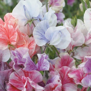 Może przedstawiać: Zbliżenie bukietu kwiatów groszku pachnącego w różnych kolorach. Kwiaty mają pofałdowane płatki w odcieniach różu, czerwieni, fioletu i bieli, a niektóre płatki mają wzory w paski. Tło jest miękkie i rozmyte.