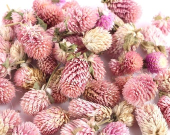 30 samen Unikat pink lachsfarbene Gomphrena Samen