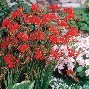 100 zaden RODE biologische Crocosmia Lucifer, - trekt kolibrie aan