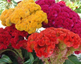 May include: A close-up of vibrant cockscomb flowers in shades of yellow, red, and magenta. The flowers have a unique, textured appearance and are surrounded by green foliage. The image showcases the natural beauty of these colorful blooms.