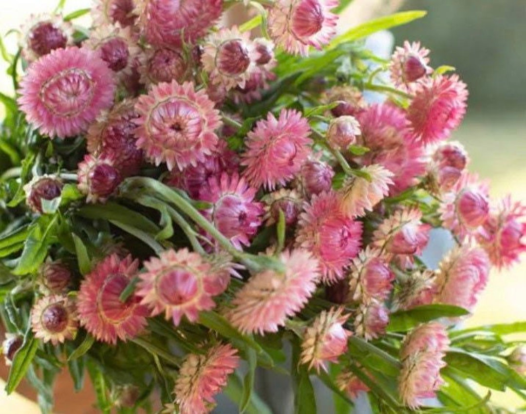 50 Seeds Organic King Size Strawflower Seed Raspberry Rose Etsy