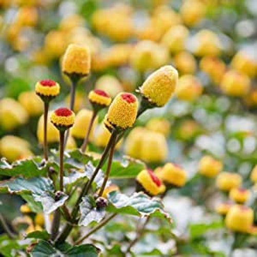 50 seeds Toothache Plant (Spilanthes Oleracea)