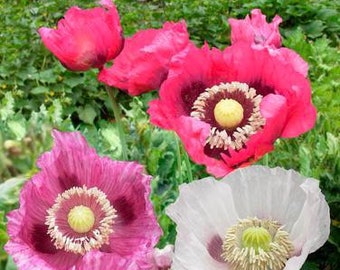 50 seeds Heirloom Pepperbox Breadseed Poppies mix