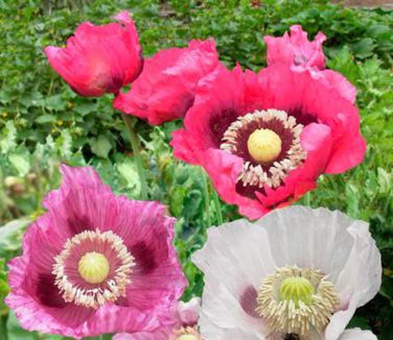 50 Seeds Heirloom Pepperbox Breadseed Poppies Mix Etsy
