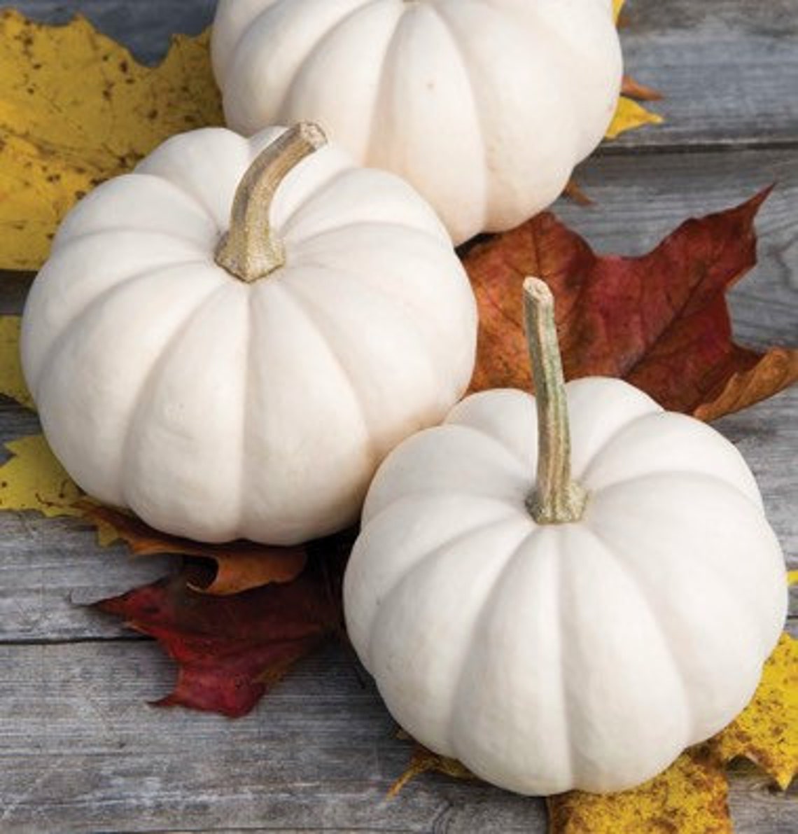 10 Seeds Polar Bear Pumpkin Organic Seed Etsy 10-seeds-polar-bear-pumpkin-organic-seed-etsy