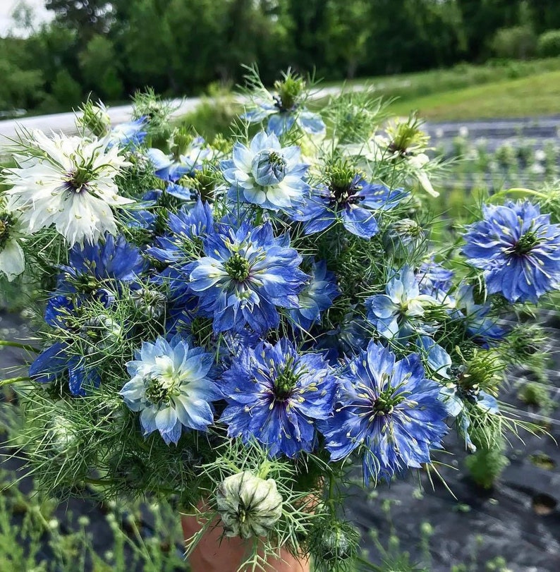 50 seeds Nigella damascena. Persian Jewels mixed color image 2