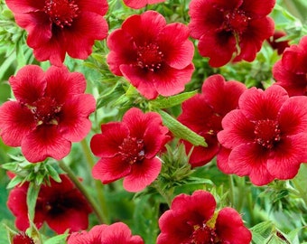 50+ seed Unique, Hardy Geranium. Potentilla 'Scarlet Dreams' Cinquefoil