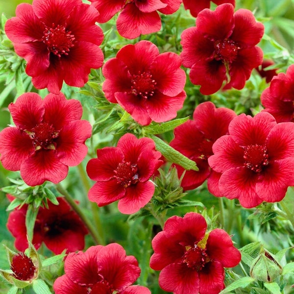 50+ seed Unique, Hardy Geranium. Potentilla 'Scarlet Dreams' Cinquefoil