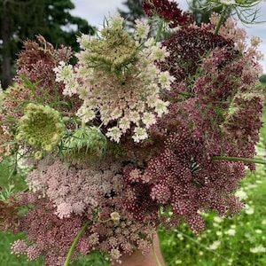 50 seeds Queen Anne’s Lace – Ammi majus color mix - annual