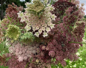 May include: A close-up of a bouquet of Queen Anne's Lace flowers. The flowers are a mix of white, light pink, and deep burgundy, with delicate, lacy blooms. The bouquet is held against a backdrop of green foliage and a cloudy sky.