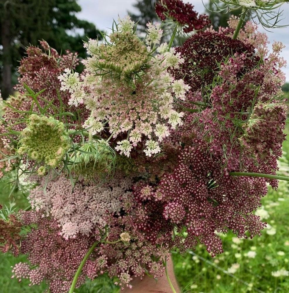 50 Seeds Queen Anne's Lace – Ammi Majus Color Mix - Annual - Etsy