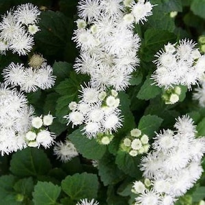 May include: Close-up of white, spiky flowers, resembling pom-poms, set against dark green leaves. The image presents a natural floral display, suitable for garden arrangements or floral design projects.