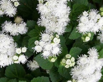 100 seeds Ageratum (Ageratum Mexicanum White )