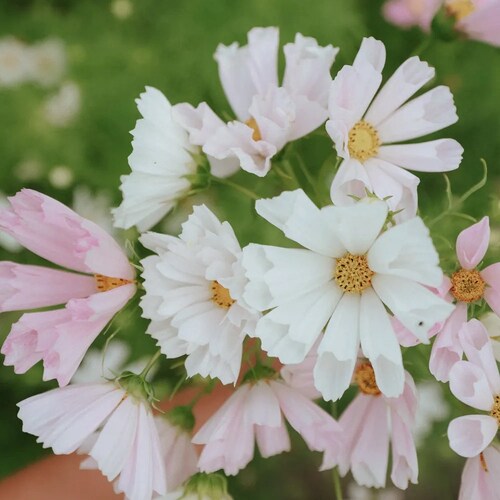 30 seeds Cute and beautiful  Sea Shells Cosmos
