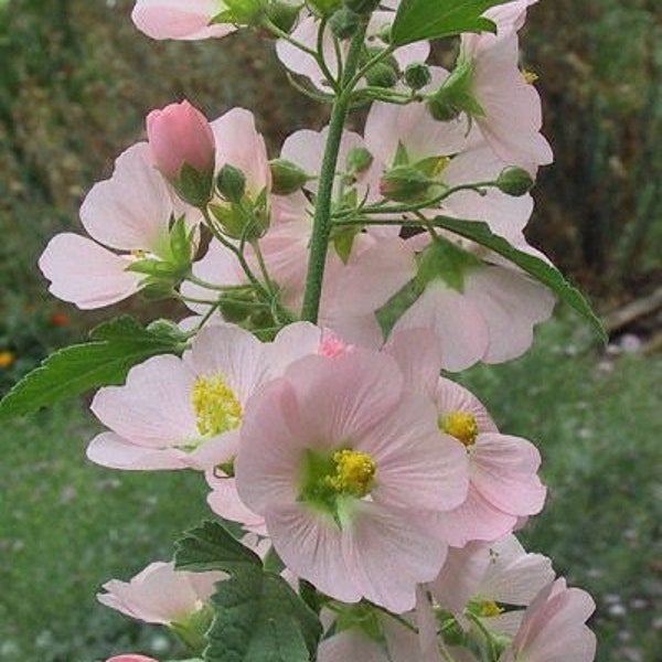 25 Seeds Light Pink Hollyhock Seeds (Perennial)