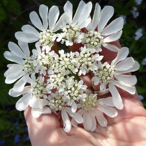 20 zaden Orlaya grandiflora "Minoan Lace"