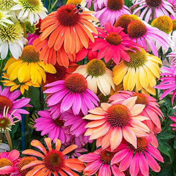 25 Samen CHEYENNE SPIRIT CONEFLOWER Echinacea Orange Rot Gelb Lila Rosa Weiss Kraut Blumensamen