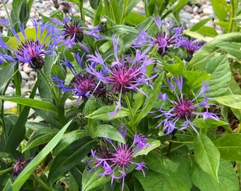 30 seeds organic  Edible flower Centaurea cyanus ,Cornflower Seeds - Montana, Mountain Blue