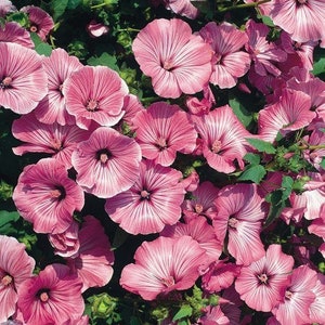 40 seeds Lavatera Rose Mallow Loveliness mix white, pink, rose image 4