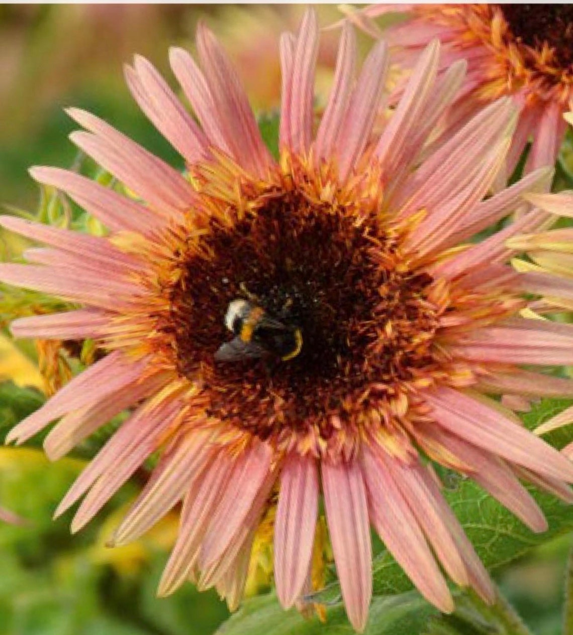 10 seeds Rare Strawberry Pink Sunflower Seed Etsy
