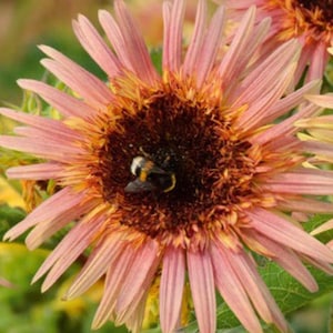 10 seeds Rare Strawberry Pink Sunflower Seed