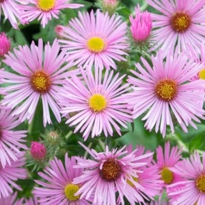 50 +seeds Erigeron (Erigeron Speciosus Pink Jewel)