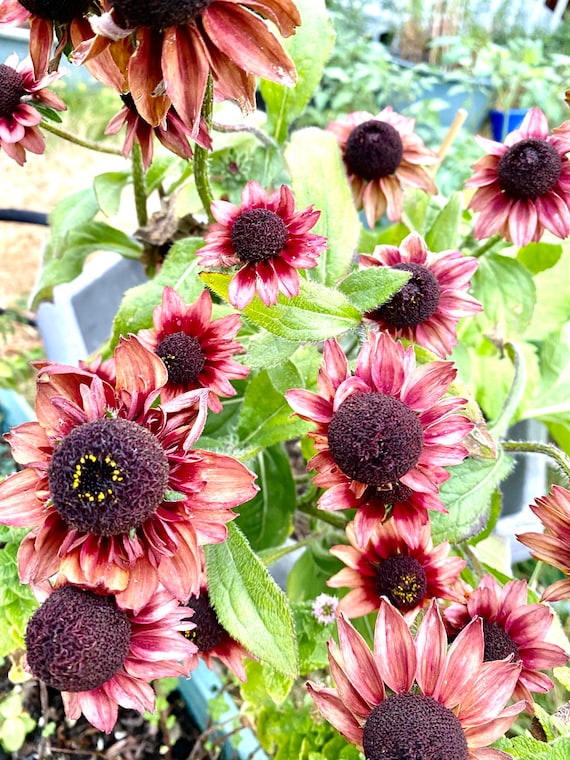 RUDBECKIA MIX HYBRID SEEDS (30 seeds) – plant-orbit