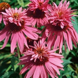 5 Seeds Echinacea Purpurea DOUBLE DECKER Pink Coneflower perennial image 4