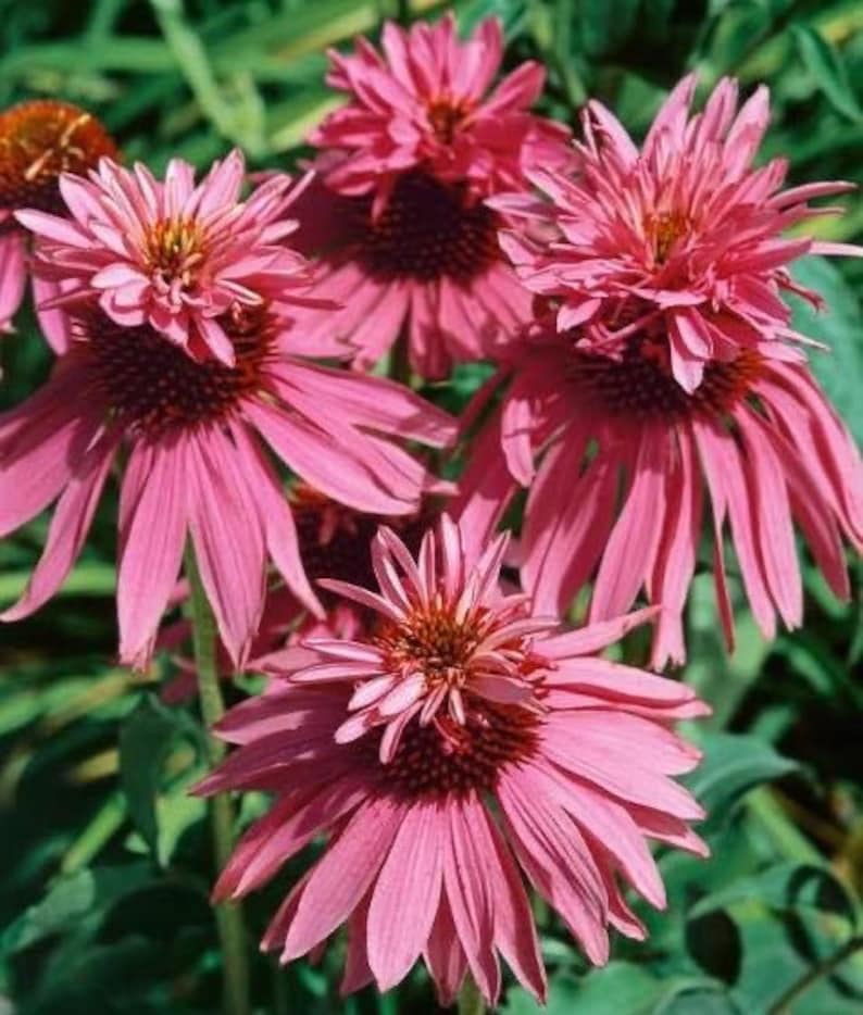 5 Seeds Echinacea Purpurea DOUBLE DECKER Pink Coneflower perennial image 4