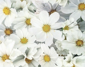 50+ zaden biologische grote kop elegante unieke cottage tuinbloem Heirloom Cosmos Seeds - puur wit