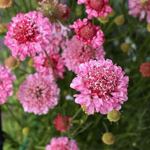 20 Scabiosa ‘Rose pink ’ - SCABIOSA ATROPURPUREA- great for the flower bed or patio containers