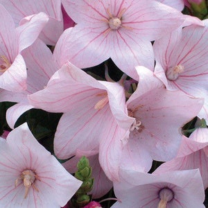50+ semi di deliziosi semi di fiori di palloncino - Rosa