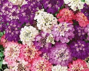 50 seeds Candytuft fairy mix / Annual / flower seeds