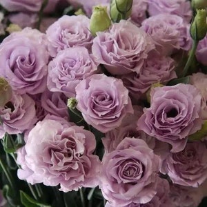 15 seeds Lovely F1  Lavender Lisianthus