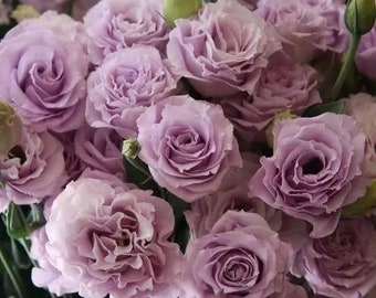 May include: A close-up of a bouquet of lavender-colored roses. The roses are in full bloom, with multiple layers of petals. Green buds and stems are visible among the flowers. The overall effect is soft and romantic.